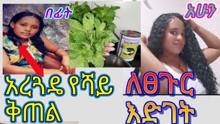 አረጓዴ የሻይ ቅጠል ለፈጣን ለፀጉር እድገት ከግባር ለሸሸ ዋውውmeskitube16Absalatdaniroyal9689 [upl. by Ellekim]