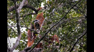 Orangutan Tapanuli Pongo tapanuliensis [upl. by Cathleen988]