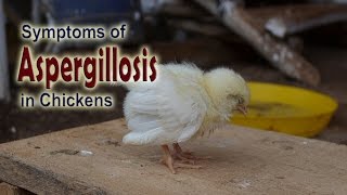 Poultry Farming Aspergillosis in Birds Poultry Diseases Symptoms [upl. by Anos892]