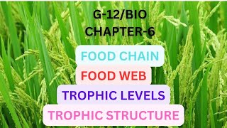 Grade12 BiologyChapter 6 Food chainFood webTrophic levelsTrophic structure [upl. by Nahtan]