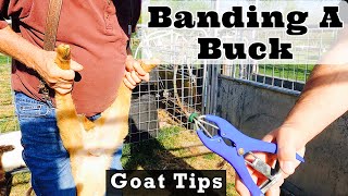 How to Band a Buck  Male Goat Casteration  Goat Video [upl. by Derraj]