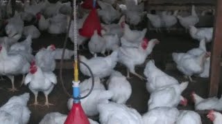 Élevage de reproducteurs Cobb 500 4 choses importantes à savoir avant de sy lancer  poulet [upl. by Laemaj]