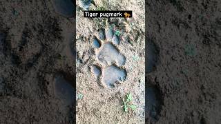 Tiger pugmark 🐅🦌corbett wildanimals tiger jimcorbett safari [upl. by Nett]