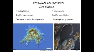 Introducción a formas ameboides Youtube [upl. by Orford]