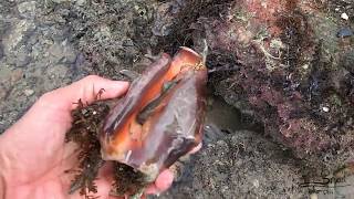 Lambis lambis  Spider Conch with eggs [upl. by Onaimad]