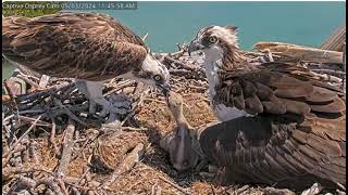 2024 05 03 Captiva Osprey Cam [upl. by Malinowski]