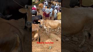 Manjeri cholakkal cattle market cow buffalo beefcattle bull beefs beefcuttingmarket beefcow [upl. by Fadden]