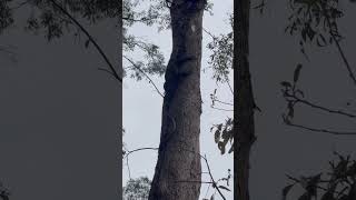 Goanna Perentie monitor lizard climbing tree [upl. by Enilrem400]