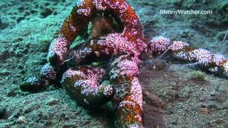 Ctenophores from BlennyWatchercom [upl. by Melvin]