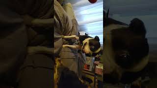 brothers bostonterrierlove dog yorkielife1 yorkipoo funnybostonterrier fightclub [upl. by Tav585]