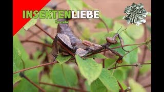 ❌Australische Gespenstschrecke  Extatosoma tiaratum [upl. by Nwahsyt841]