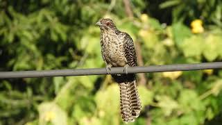 Asian koel Female [upl. by Stubbs]