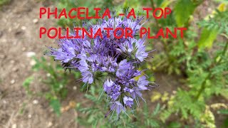 Phacelia  One of the Best Pollinator plants [upl. by Anileme]