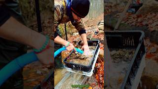 Real Gold Found Gold Panning in a Mountain Stream GoldPanning [upl. by Eidorb]