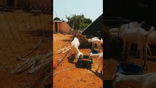 Tellicherry goat gaot breeding goatfarm orginalbread [upl. by Nnayd]