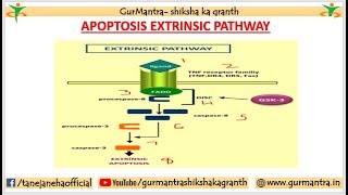 APOPTOSIS PATHWAY  EXTRINSIC PATHWAY OF APOPTOSIS [upl. by Udenihc]