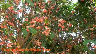 Bounty Fruit Tree  Tambis [upl. by Trinatte253]