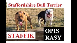 STAFFIK  OPIS RASY  Staffordshire Bull Terrier  charakter zdrowie historia wady i zalety [upl. by Chute]