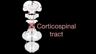 Corticospinal tract [upl. by Morris]