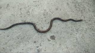 Common Krait Snake  Bungarus Caeruleus  Indian krait [upl. by Worthy]