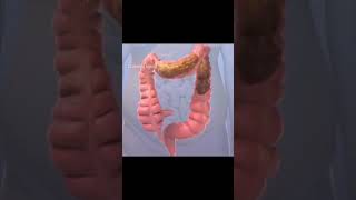 Movimientos Peristálticos Peristalsis Motilidad Intestinal Colon [upl. by Atteuqahs]