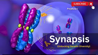 Synapsis Demystified The Genetic Symphony Behind Meiosisquot [upl. by Sumer]