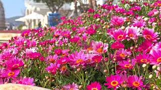 Marguerite daisy Argyranthemum frutescens [upl. by Haff]