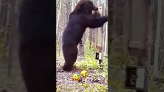 Black bear vs mirror 😂😂😂 shortsvideo shortsfeed shortvideo bears [upl. by Cherilynn705]