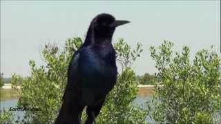 Boattailed Grackle Sounds Off [upl. by Fahey]