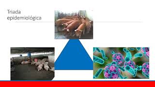 Control y Diagnóstico de Enfermedades Respiratorias en Porcinos  Macrosyn [upl. by Anbul]