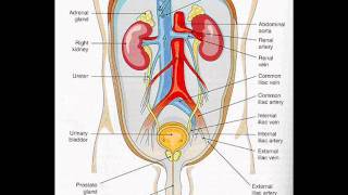 FASTING AND URIC ACID AND UREA  HEALTH EDUCATION  INFECTION CONTROL ICSP  URDU  HINDI [upl. by Acirej]