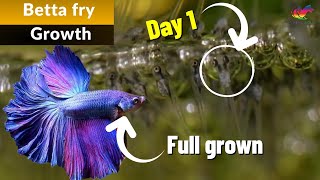 Betta Fish Fry Growth From Birth 0 To 3 Months [upl. by Akihsar]