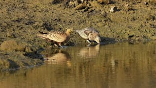 Chestnutbellied sandgrouse searchingwater [upl. by Leasa]