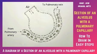 How to draw diagram of a Section of an alveolus with a pulmonary capillary [upl. by Cown]