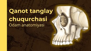 QANOT TANGLAY CHUQURCHASI  FOSSA PTERYGOPALATINA [upl. by Atineg425]