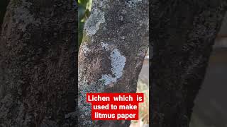 lichen used to make litmus paper [upl. by Paule]