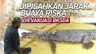 SEDIHDIPISAHKAN JARAK BUAYA RISKA DI EVAKUASI BKSDATANGIS AMBO TAK TERBENDUNG ❗❗ [upl. by Oeramed611]