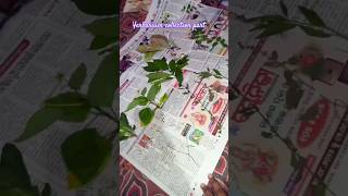 Herbarium project part 1 [upl. by Wayolle]