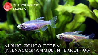 Albino Congo Tetra The most beautiful tetra from Congo Leopard Aquatic C035B [upl. by Aenet233]