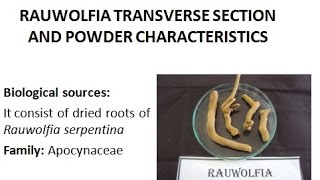 Microscopy of Rauwolfia roots its Transverse section powder characteristics of plant root [upl. by Aronoff363]