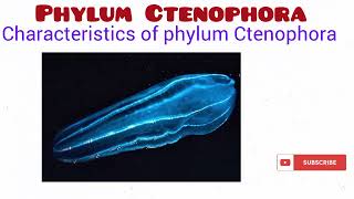 Phylum Ctenophora [upl. by Rickert253]