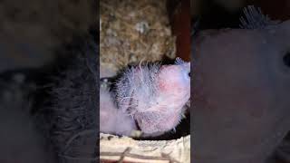 Patchless Cockatiel baby birds babyanimal birdsounds babybird muzaffarpurbihar [upl. by Dorsman]