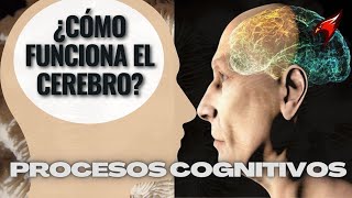 ENTENDIENDO LOS PROCESOS COGNITIVOS [upl. by Beverlee]