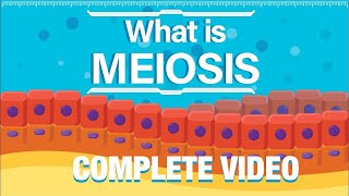 What is Meiosis  Meiosis Kia Hai Complete Video  Animated Explanation  UrduHindi [upl. by Airdnekal19]