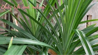 How To Grow Pandan Plant From Cutting   Pandan Growing  Daily Life and Nature [upl. by Adlecirg]