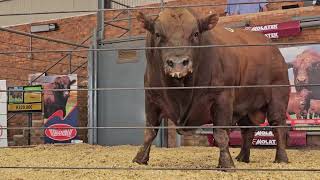 R480 000 vir Lot 6 KBS 2185 van Kameeldoring Bonsmaras  15de Bulveiling 2024 [upl. by Bullard]