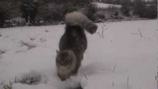 norwegian forest cat in snow [upl. by Farrand]