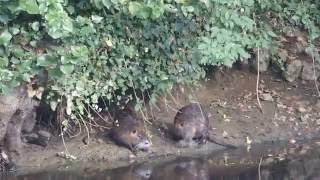 Accouplement de ragondins Myocastor coypus [upl. by Ekrub825]