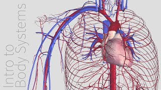 Introduction to the Cardiovascular System  Animated Tutorial  Complete Anatomy [upl. by Rozek]