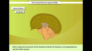 Central Nervous System  Brain  Learn and understand [upl. by Florian]